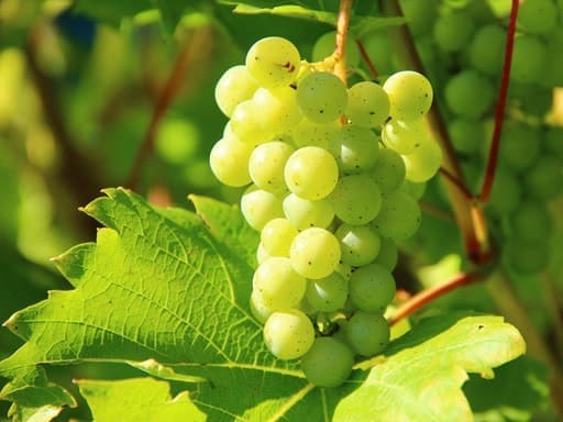 Grapes