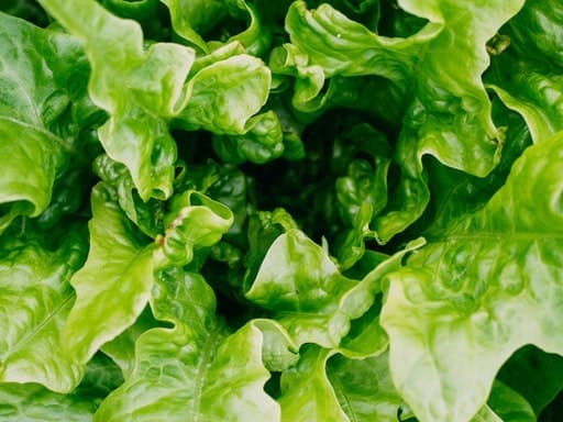 Lettuce
