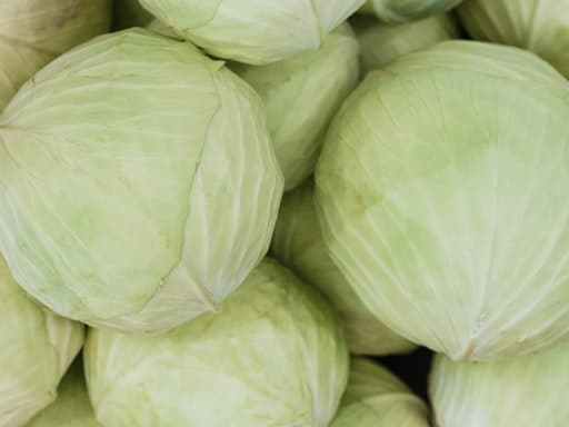 Cabbage